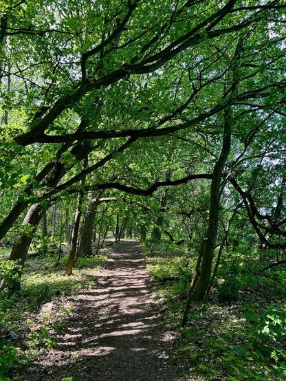 Ein sonniger Weg durch ein lichtes Waldstück mit leuchtend grünen Bäumen.

A sunny path through a light-coloured wood with bright green trees.