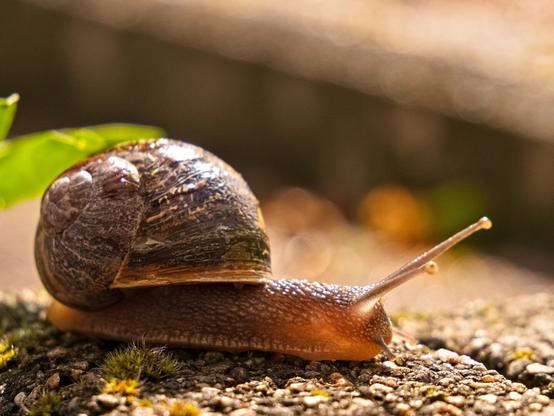 A Brown Garden Snail from the side, in the sunlight. Its shell is dark brown. Its eyes are clearly visible, as are its lower antennae. It is crawling across a stone. I put it there because it was in the middle of a footpath and I didn't want it to get trampled.