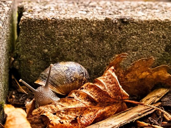 The same snail. It has crawled down the stone and is now sitting in a pile of brown leaves. Its eyes and antennae point towards the camera. It is eating.