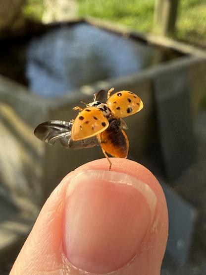 ein marienkäfer breitet seine flügel aus