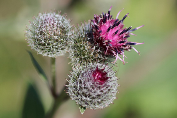 Drei Distelblüten, zwei geschlossen mit Stacheln, eine teilweise geöffnet mit pinken Blütenblättern