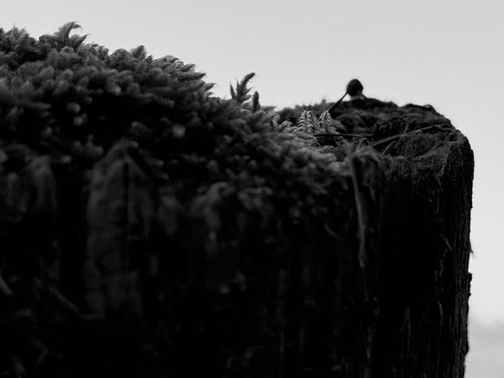 A view of a cliff overhang covered in vegetation looking like giant ferns against a plain gray horizon. It could be the Anchorage coastline… In fact, it's a close-up of the top of a fence post. (Version française) Vue de l’avancée d’un·e falaise couvert·e de végétation genre fougères géant·es sur l’horizon uni·e-gris·e. Ça pourrait être la·le Cotentin… En fait c’est un·e gros·se plan sur la·le sommet d’un·e piquet de clôture.