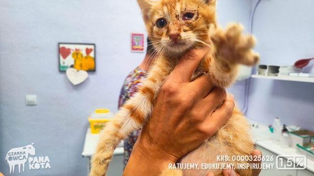 Na zdjęciu rudy mały kot z zaropiałym okiem trzymany w ręce przez osobę z fundacji wyciąga łapkę w stronę obiektywu telefonu. Z tyłu gabinet weterynaryjny i weterynarz.
Logotyp Fundacja Czarna Owca Pana Kota