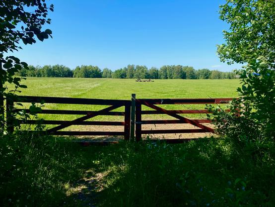 Green field, with a group of resting cows
