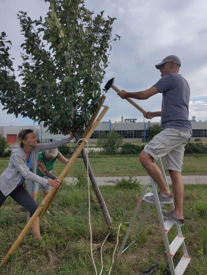 Bild vom Abstützen der Bäume. Zwei Personen halten Pfosten an einen Baum und eine dritte Person steht auf einer Leiter und klopft die Pfosten mit einem Hammer in die Erde.