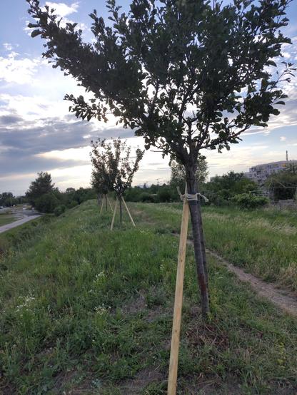 Eine Reihe von Bäumen, die mit mehreren hellen Pfosten gestützt sind. Rundherum ist Gras und ein bewölkter Himmel.