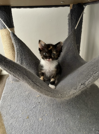 A tiny calico kitten sits in the cat tree hammock