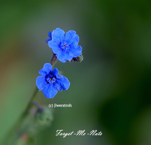 Forget-Me-Nots. Tiny little blueish purple flower