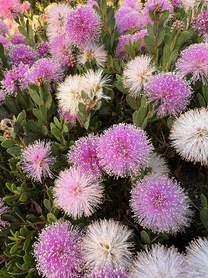 endless lavender colored round puffy blooms on a showy honey-myrtle