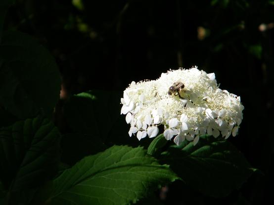 A bumblebee on top of a white, flowering hydrangea -- clusters of small white flowers and stamens, with big green toothy leaves. The background is shaded, which made the flower and bee stand out.