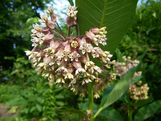 A flowering milkweed plant, with light lavender and white flowers. A metallic green sweat bee is gathering pollen from one of the flowers. In the background are plants and trees out of focus.
