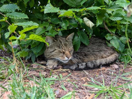 Jimmy, ein plüschiger, getigerter Kater, liegt eingerollt auf seiner Seite unter einer Hecke. Er hat den Kopf auf die Vorderpfoten gelegt und scheint tief zu schlafen.