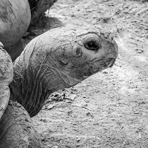 A head shot of a large Aldabra Tortoise with detail showing the many folds in the mud covered skin.