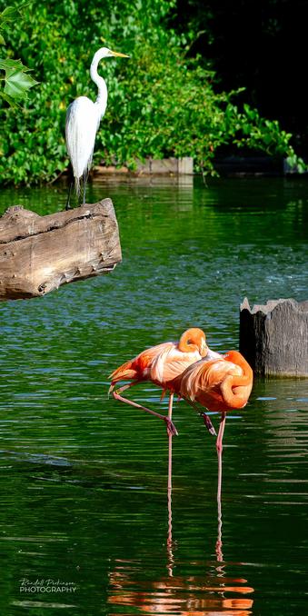 A Great Egret sits on a fall tree trunk above two flamingos resting on one leg in a lake at the Saint Louis Zoo.