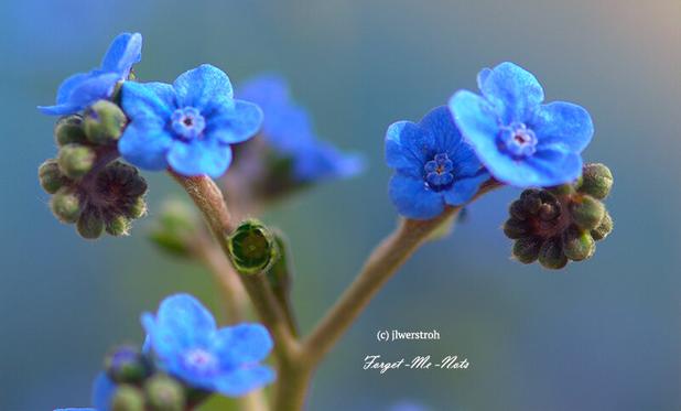 Forget Me Nots