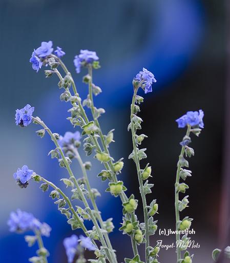 Forget Me Nots