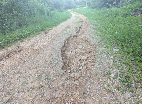 A photo of a gravel trail through the woods with some ruts and gulleys dug into it by the rain, the gulleys measure about 4 inches deep in the deepest portions, and the widest are over a foot wide with large (larger than a baseball) rocks exposed