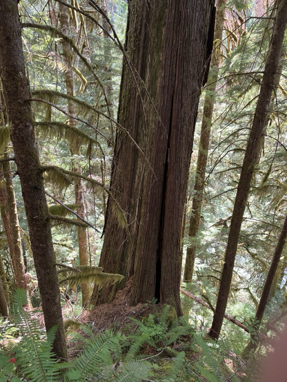 5 foot diameter Cedar at base.