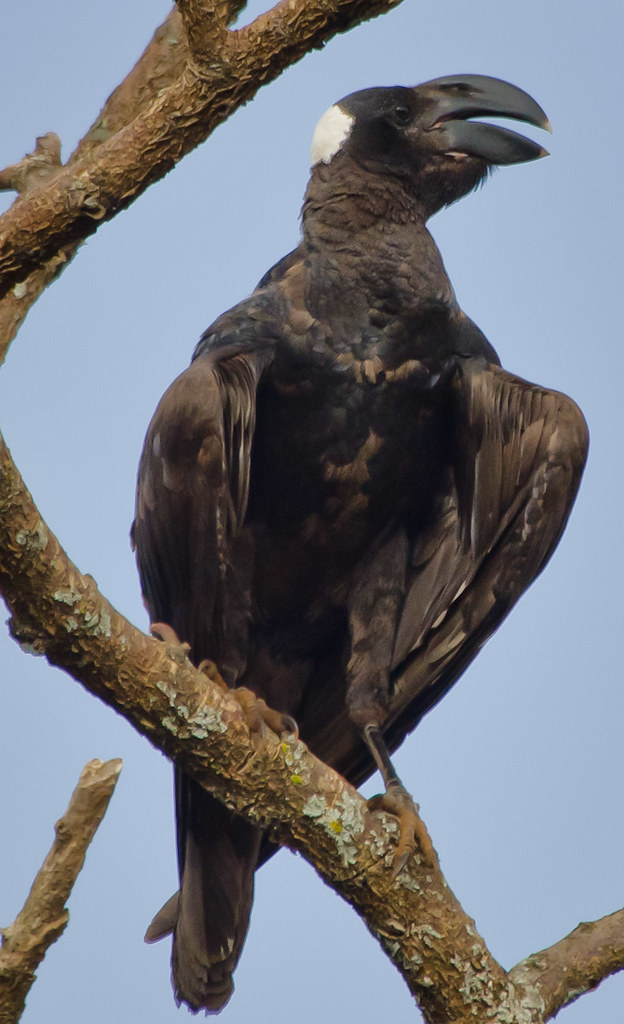 Corvus crassirostris (known as thick-billed raven) standing on a branch, turning its head to the side and calling.