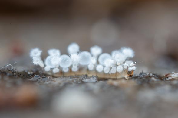 A photograph of a cream-coloured fly larvae on a dead log surface. The larvae has a series of waxy trumpet and balloon-shaped secretions erupting from its dorsal surface.