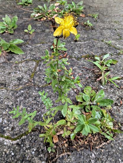 Zwischen Pflastersteinen wächst eine kleine Pflanze mit aufrechtem Stängel, abgerundeten ovalen Blättern und einer leuchtend gelben Blüte. Die herausragenden Staubgefäße sind gut zu sehen.