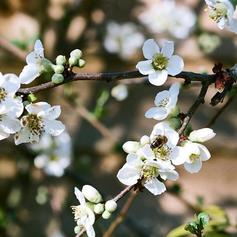Square format colour photo of some Japonica flowers in the spring sunshine with a bee exploring one flower. Out of focus flowers, stems and a fence are in the background.