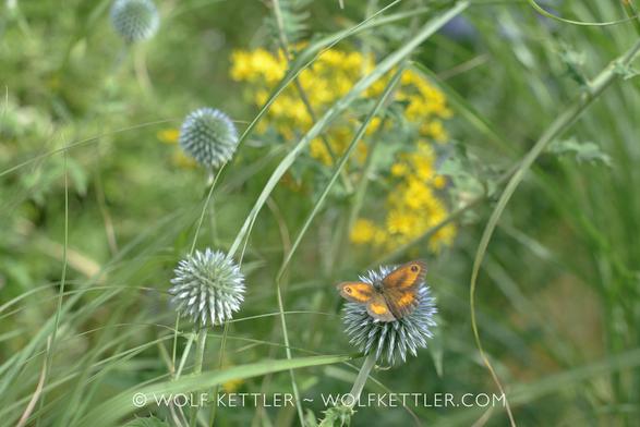 A brown and orange butterfly sits on the blue flower of an Echinops ritro (Southern globe thistle). Unusually for a butterfly, its wings are open.
There are several more Echinops flowerheads in this photograph against blurry green growth (shrubs, perennials, grasses) and an equally blurry yellow spot.