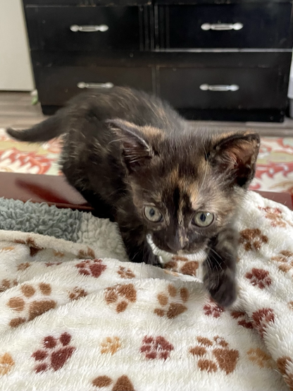 A small tortie kitten walks toward the camera
