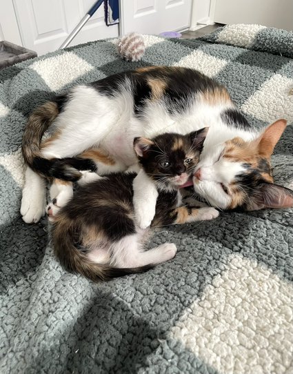 A big calico cat hugs and grooms a calico kitten