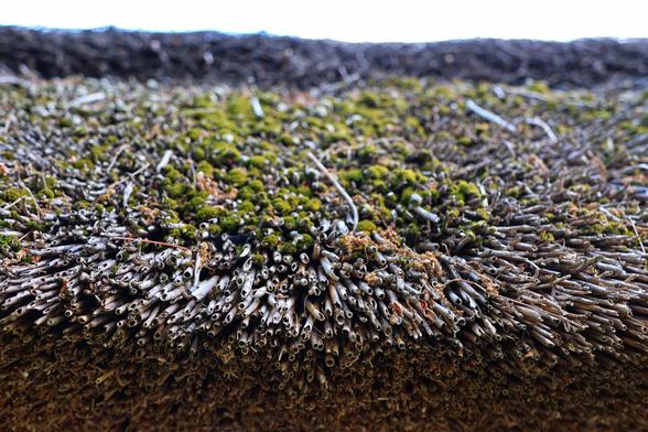 A close-up, low-angle shot of a traditional thatched roof, viewed from below its leading edge. The roof is made of tightly packed, dried reeds or straw, with many hollow ends visible. Patches of bright green moss grow on the older sections of the thatch further up the roof. The texture is rough and natural, with individual stalks clearly discernible. A blurry, light sky is visible at the very top of the frame.