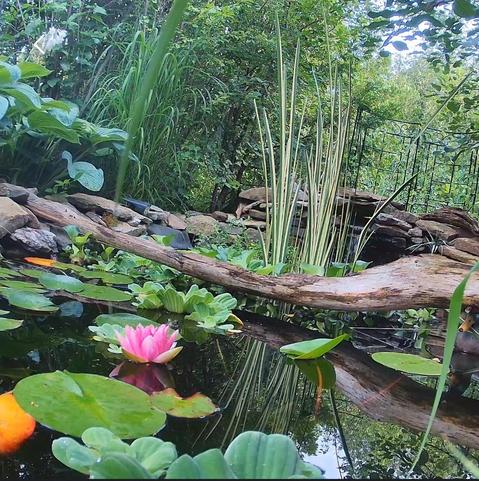Low angle of a pond, showing water lettuce, lily pads and a pink lily flower in the foreground. Grasses and green foliage are in the background