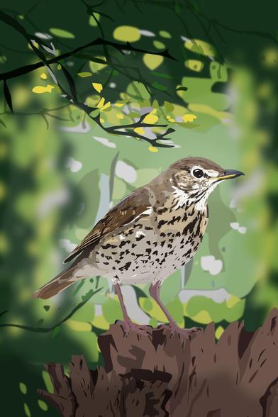 Digital illustration of a Song thrush in forest
Made in Affinity Designer 2
