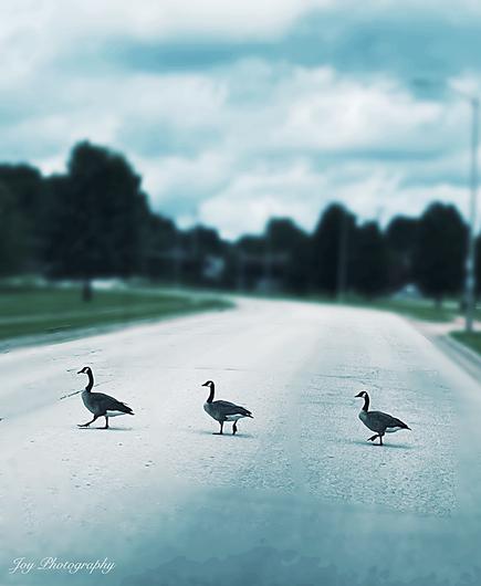 Three geese taking their time crossing the street.