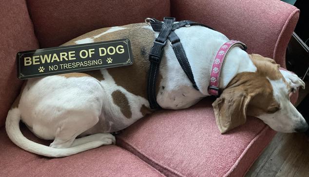 Pancake the Dog, white dog with brown spots, sleeping on red couch with sign, “beware of dog” laying on her
