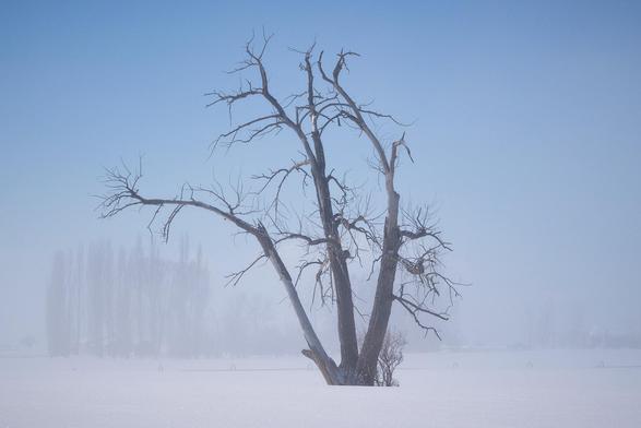 A leafless, gnarled tree stands alone in a snow-covered field, surrounded by thick fog. The background is hazy with faint silhouettes of other trees, and the sky above is a pale blue.