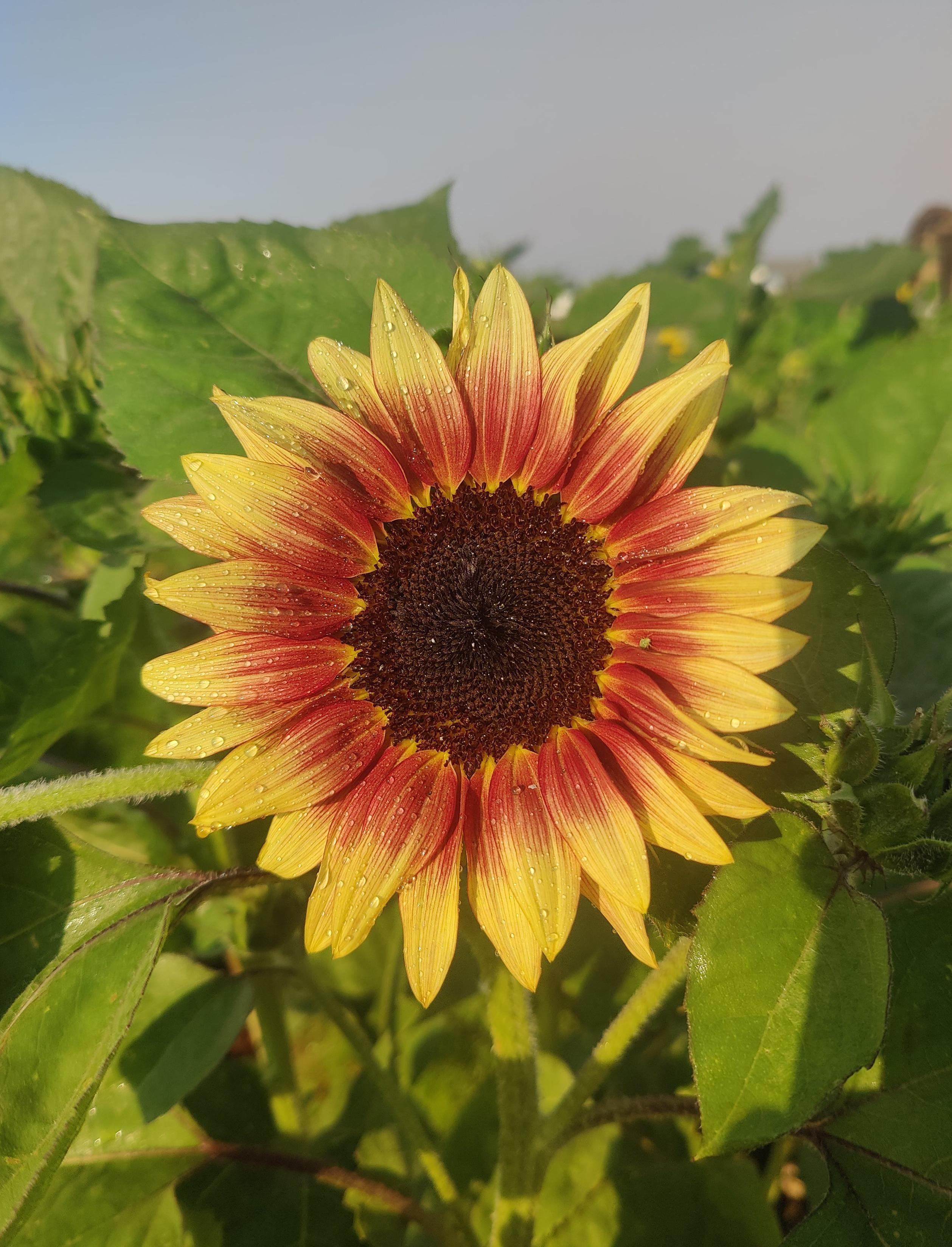 A sunflower with a pink inner ring that fades to yellow.