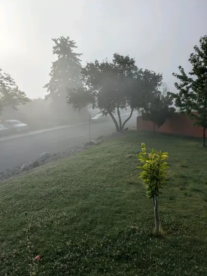 A view over a lawn towards houses across a residential street in the background, with fog obscuring the view.