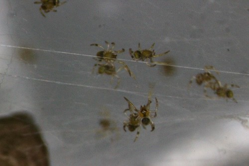 Swarm of spiderlings