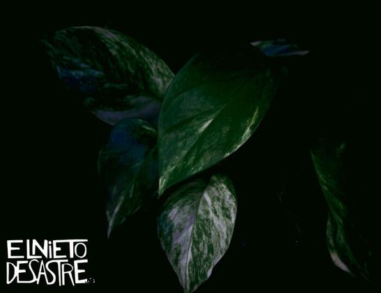 verde, poto verde