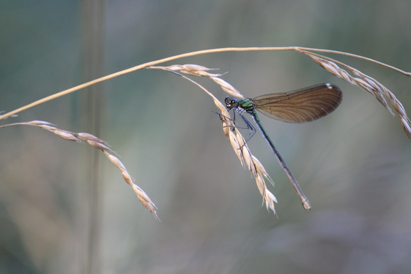 Calopteryx. Insecte un peu libellule (mais pas libellule vu que c'est pas son nom j'ai appris ça ce matin) sur un brin d'herbe graminé sec. Le corps est vert bleu violet tout fin. Des ailes brunes transparente. Le tout brille un peu