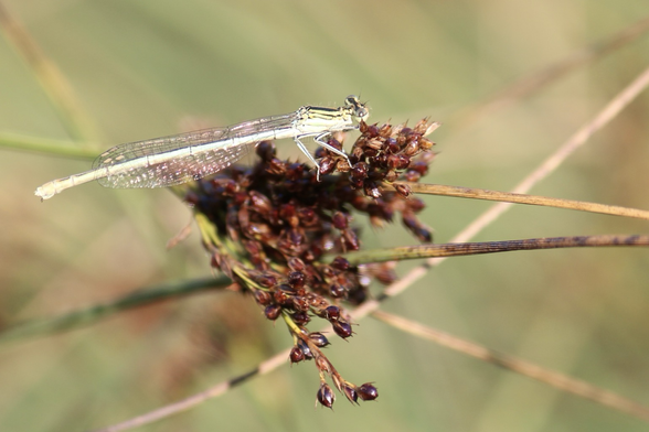 Pennipattes. Insecte sorte de libellule lui aussi. Jaune un peu vert clair. Tout fin et les ailes entièrement translucides. Posé sur herbe ou une fleur, enfin un truc genre graminér marron foncé.