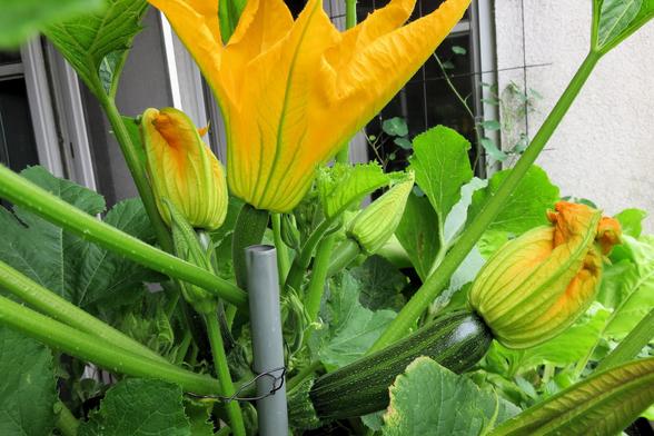 Nahaufnahme einer Zucchinipflanze an einer Rankhilfe vor einer Hauswand. Im Bild sind eine große, geöffnete, gelbe Blüte, mehrere schlanke Blütenknospen und eine junge, dunkelgrüne Zucchinifrucht zu erkennen. Dicke, leicht gezähnte Blattstiele und matte grüne Blätter umgeben die Fruchtstände. Ein grauer Pfahl mit Draht hält die Pflanze aufrecht. Unscharf sind im Hintergrund ein Fensterrahmen und weitere Gartenpflanzen zu sehen.