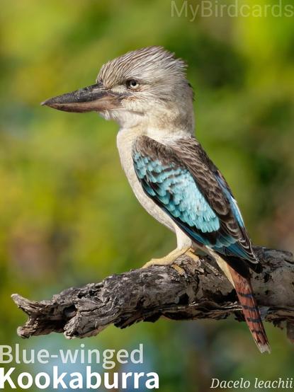 🌏 Blue-winged kookaburra (Dacelo leachii)

The blue-winged kookaburra is a large, stocky kingfisher with a white head streaked brown, and lacking the prominent dark mask of it's larger relative, the laughing kookaburra. Its back is dull brown, wings are striking blue, and the underside is a creamy-white, finely barred with brown streaks. Found in northern Australia and southern New Guinea, it inhabits open savanna woodlands and swamps. Typically found in family groups of up to 12 individuals, they perch conspicuously, hunting insects, reptiles, and small mammals with a cackling, squawking call. 2.5 Flash (Edited)

Four subspecies are generally recognised.

Conservation status: Least Concern (IUCN 3.1)

📷: Photo by Gaz_Chapp via Pixabay 
https://pixabay.com/photos/kingfishers-bird-tree-branch-8270727/

MDYZ