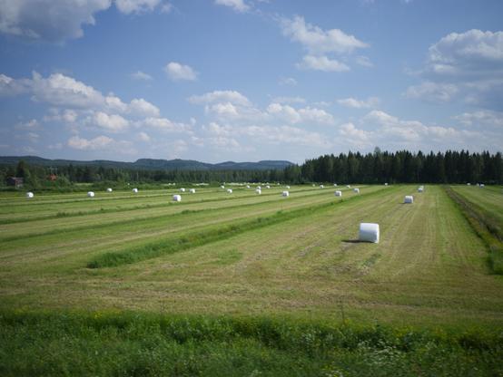 Rural landscape with a blue sky and scattered clouds. Green fields are lined with round white hay bales, bordered by a forest in the distance.