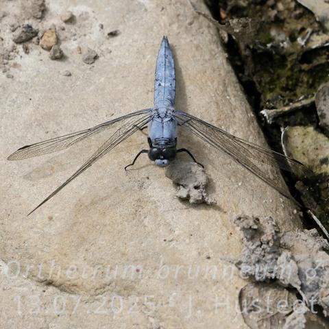 Eine mittelgroße, schlanke Libelle mit leicht abgeflachtem Hinterleib sitzt auf einem hellen, runden Stein in der Sonne mit dem Kopf zum Fotografen gewandt. Ihr gesamter Körper einschließlich der Stirn (Frons) ist hellblau, die großen Komplexaugen sind dunkelblau. Ihre transparenten Flügel haben feine schwarze Flügeladern und schwarze Flügelmale