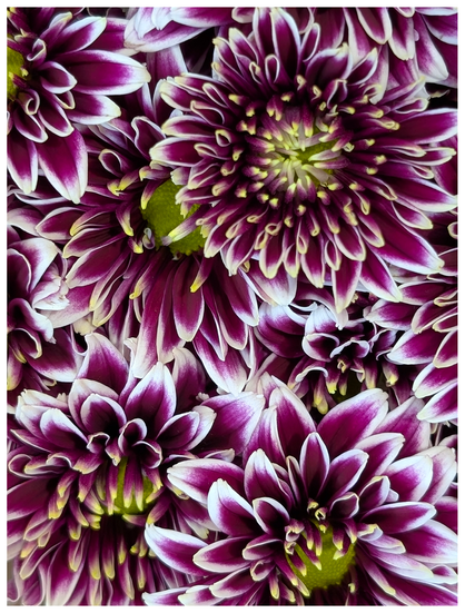 flower shop. close up of a bunch of flowers with many purple and white petals and yellow centers
