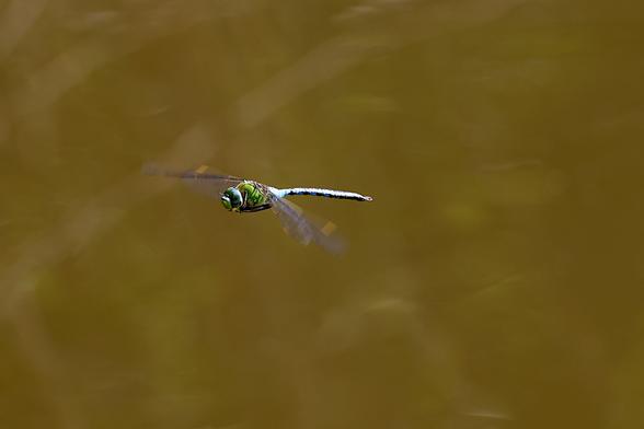 Anax empereur en vol 
#libellule