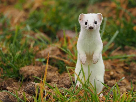 A hermlin in its winter fur sits up and begs in a field.