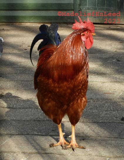 Haan recht van voren op de foto gezet. De bovenste deel van de haan is in de zon het onderste heeft meer schaduw.
De haan heeft de kop gedraaid, de snavel wijst naar rechts.