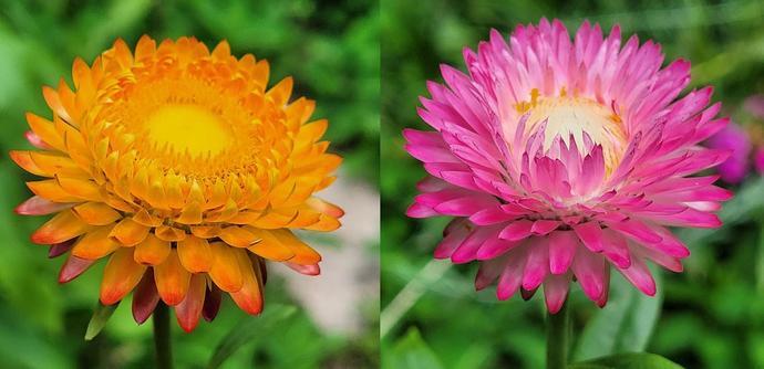 A collage of two close-up photos of "straw flowers" growing in my front yard. The first one is mostly yellow-orange, but with some pink at the outside tips of the petals. The second one has a yellow center, but the petals are a gradient from white to bright pink or magenta.